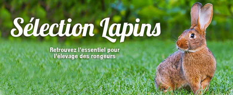 Selection lapins